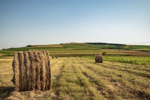 pexels-vlad-chețan-2600222